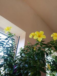 Allamanda