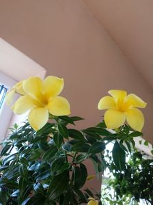 Allamanda