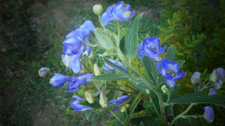 Aconitum