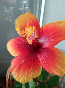 Moorea Sunset Star