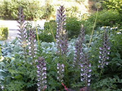 Acanthus hungaricus