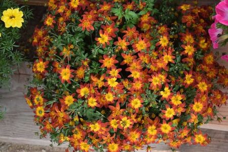 Bidens ferulifolia Camfire fire wheel