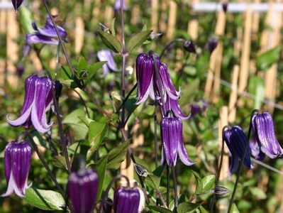 clematis-rouguchi