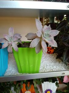 Graptopetalum
