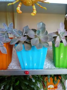 Graptopetalum