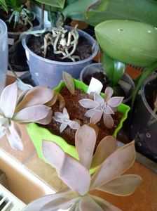 Graptopetalum