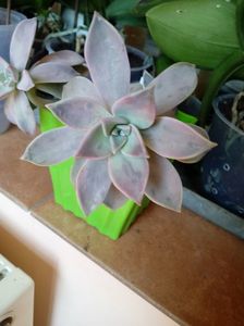 Graptopetalum
