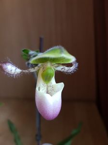 ; Paphiopedilum pinochio
