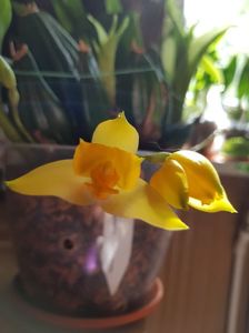 ; Lycaste Arimatica
