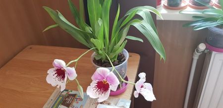 ; Miltoniopsis
