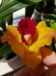 ; Cattleya
