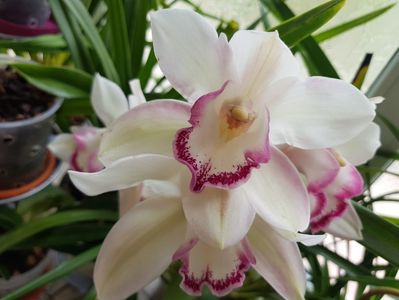 ; Cimbidium
