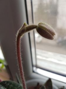 ; Paphiopedilum Delenatii
