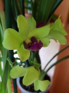 ; Dendrobium phalaenopsis Anne Green
