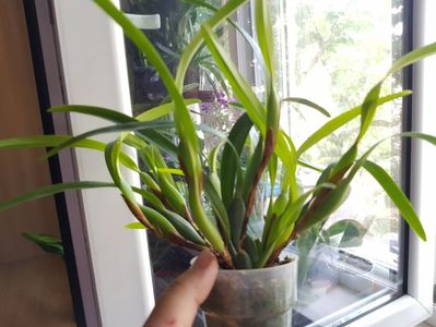 ; Maxillaria variabilis
