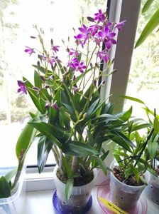 ; Dendrobium berry oda
