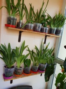 ; Maxillaria Rufenscens
