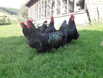 Cocoși Australorp Negru 2018