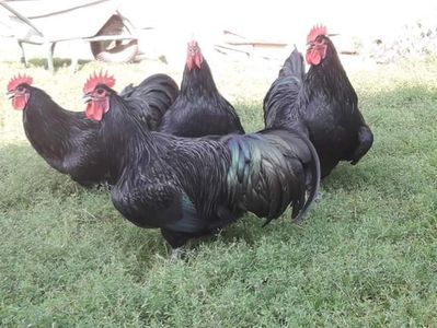 Cocoși Australorp Negru 2018