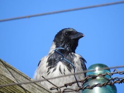 Cioara grivă (Corvus cornix)