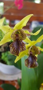 Dendrobium Green Elf