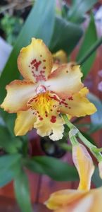 Cambria Vuylstekeara "Plush"