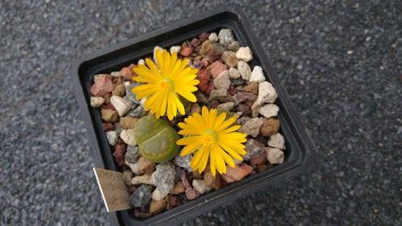 Lithops bromfieldii v. insularis 'Sulphurea' C362