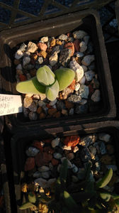 Gibbaeum shandii