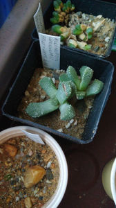 Aloinopsis luckhoffii