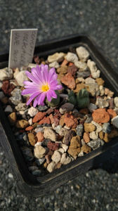 Conophytum violaciflorum