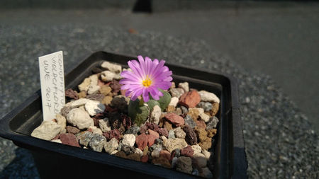 Conophytum violaciflorum