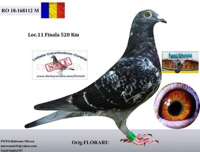 9115666F-8DA1-467C-A2D0-31E39A7F4FF7; Semi frate cu locu 2 as fauna orheiului 2018
