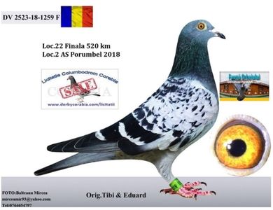 8FE4C1BF-6EB2-4FA7-8312-AA2A2F21953B; Semi sora cu locu 11 final fauna orheiului 2018
