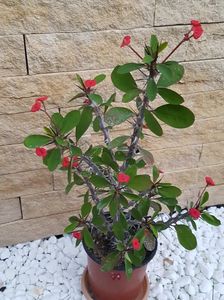 Euphorbia milli