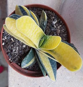Gasteria variegata- pierduta