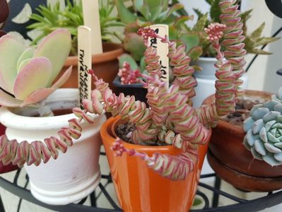 Crassula rupestris hottentot in haine de vara