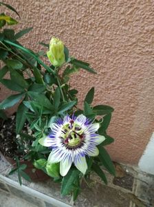 ; in sfarsit a inflorit floarea pasiunii
