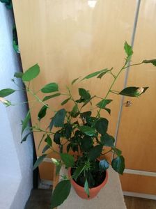; hibiscus galben cu flori involte plin de boboci
