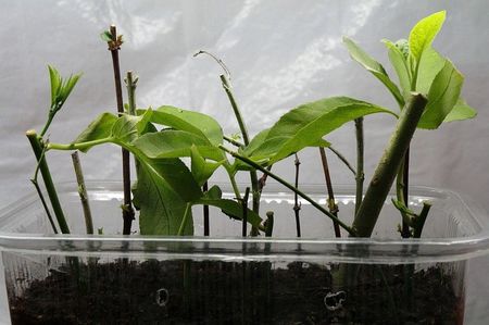 01.10.18; Brugmansia a pornit lastarul dominant.
