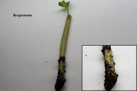 01.10.18; Lastarul de neobservat cu 4 zile in urma si punctele albe de radacina (o evolutie asemanatoare la ficus).
