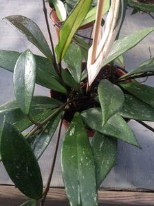 Hoya carnosa publicalis