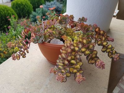 Sedum sieboldii variegat