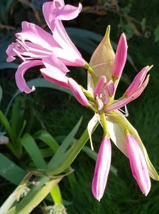 Nerine bowdenii