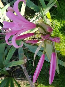 Nerine bowdenii