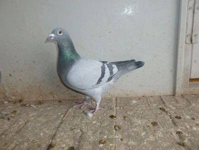 asu 13