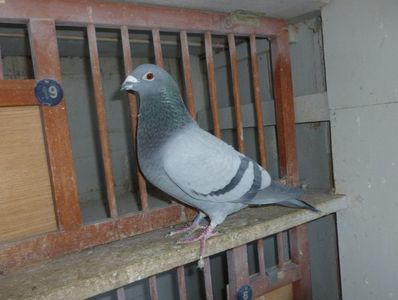 berbecu
