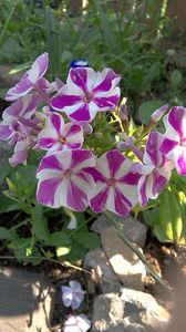 phlox