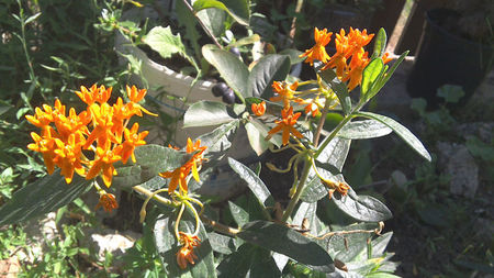 asclepias tuberosa