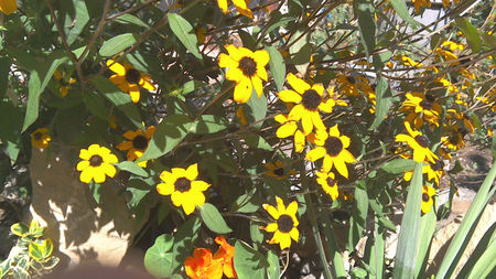 rudbeckia triloba