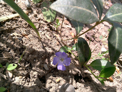 vinca minor